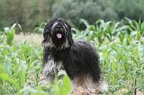 TERRIER DU TIBET 040